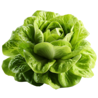 AI generated Head of butterhead lettuce png isolated on transparent background