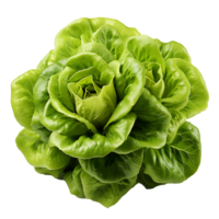 AI generated Head of butterhead lettuce png isolated on transparent background