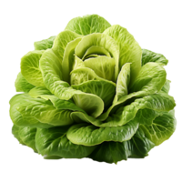 AI generated Head of butterhead lettuce png isolated on transparent background