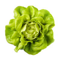 AI generated Head of butterhead lettuce png isolated on transparent background