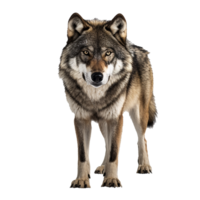 AI generated Wolf png isolated on transparent background
