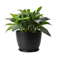 AI generated Balsam in black container png isolated on transparent background