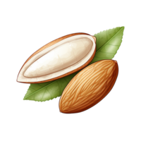 AI generated Almond realistic png isolated on transparent background