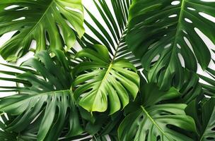 AI generated photo of tropical palm leaves, tropical leaf pattern