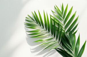 AI generated two palm leaves on a white background photo