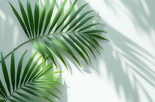 AI generated two palm leaves on a white background photo