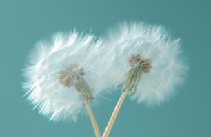 AI generated two dandelion seeds blowing in the sky photo