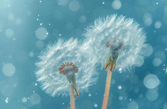 AI generated two dandelion seeds are blowing above a blue background photo