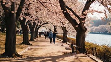 AI generated Cherry Blossom Stroll photo
