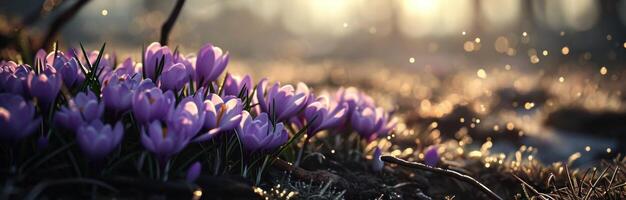 AI generated purple crocuses grow in field next to a dark background photo