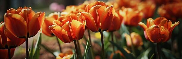 AI generated orange tulips on background photo