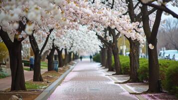 ai generado Cereza florecer paseo foto