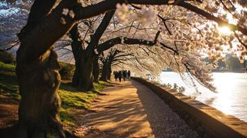 AI generated Cherry Blossom Stroll photo