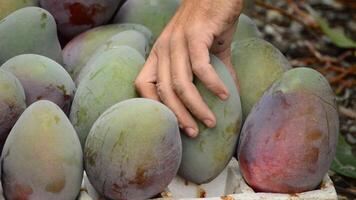 Collecting mangoes fruit close up video