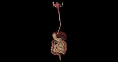 Human Digestive System Animation in Rotation on Black Background video