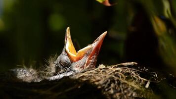 hangry baby vogel in een nest met Open bek video