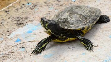 Tortuga broncearse en un lado de el río en un zoo Moviente el cuello y cabeza video