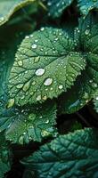 AI generated kiwi leaves covered in water and water droplets photo
