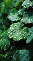 AI generated kiwi leaves covered in water and water droplets photo