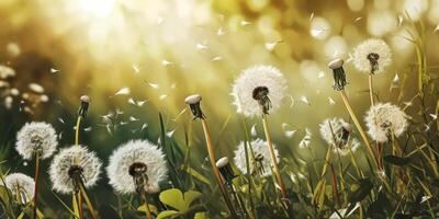 ai generado blanco diente de león con primavera Dom antecedentes foto