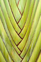 ravenala madagascariensis, viajeros palmera, viajeros árbol hermosa natural forma textura foto