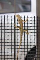 Brown tree lizard holding on fence photo