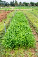 Cultivated plant morning glory photo