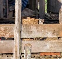 Puppy standing hold on wood fence looking photo