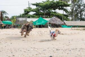 Puppy pomeranian are playing with friends on beach photo