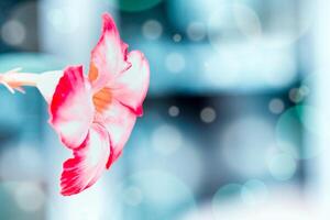 azalea, adenium rojo hoja colgando en brillante bokeh antecedentes foto