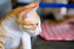 retrato naranja blanco gatito lado cara foto