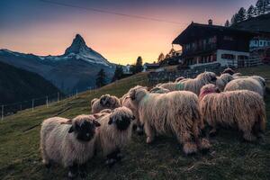 Valais nariz negra oveja en puesto y cabaña en colina con materia montaña en el puesta de sol a zermatt, Suiza foto