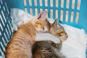 Kittens hugging with sleeping in basket photo