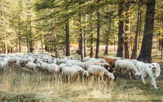 A dog leading flock of sheep to graze on meadow in autumn forest photo