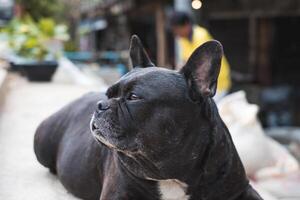 Black French Bulldog sitting in front of house photo