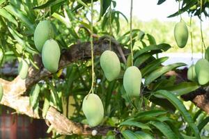 mango Fruta en árbol en huerta foto