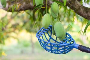 picking mango fruit on tree photo