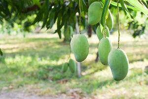 mango Fruta en árbol en huerta foto