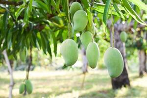 mango Fruta en árbol en huerta foto