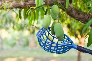 picking mango fruit on tree photo