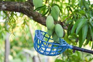 picking mango fruit on tree photo