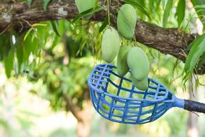 picking mango fruit on tree photo