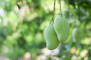 mango Fruta en árbol en huerta foto