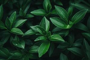 ai generado oscuro verde hojas en un jardín representar el natural ambiente ecología y verdor foto