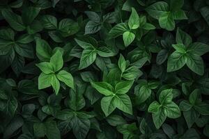 ai generado oscuro verde hojas en un jardín representar el natural ambiente ecología y verdor foto