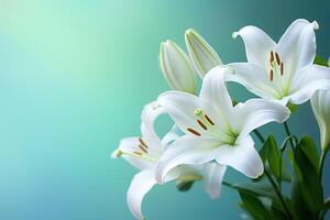 AI generated Close up of white lily on teal backdrop with bokeh and gentle blur photo