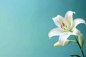 AI generated Close up of white lily on teal backdrop with bokeh and gentle blur photo