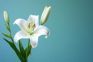 AI generated Close up of white lily on teal backdrop with bokeh and gentle blur photo