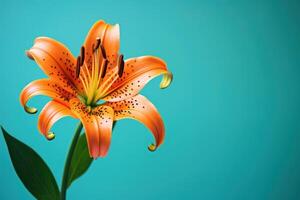 AI generated Close up of orange lily on teal backdrop with bokeh and gentle blur photo