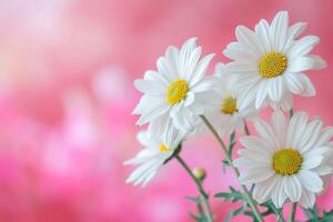 AI generated Photo beautiful daisies with pink background